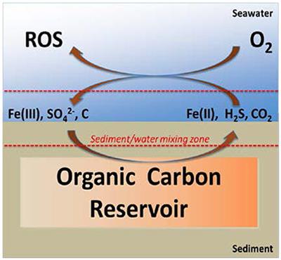 Hydrous Ferric Oxides in Sediment Catalyze Formation of Reactive Oxygen Species during Sulfide Oxidation